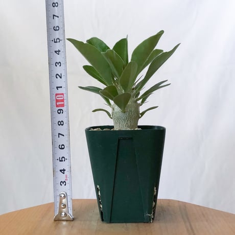 パキポディウム サウンデルシー 実生 白馬城 Pachypodium saundersii 塊根植物 コーデックス 多肉植物 珍奇植物 静岡 ANTIDOTE 通販 S1604