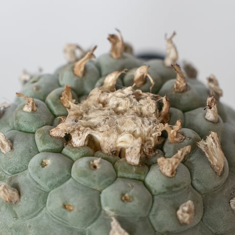 ロフォフォラ 銀冠玉 実生 lophophora williamsii var.decipiens サボテン 多肉植物 珍奇植物 静岡 ANTIDOTE 通販 S1531
