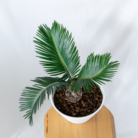 ソテツ 実生 Cycas revoluta 観葉植物 インテリアグリーン 庭木 静岡 ANTIDOTE 通販 S1552
