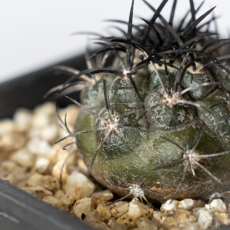 コピアポア グリセオビオラセア 実生 Copiapoa griseoviolacea サボテ