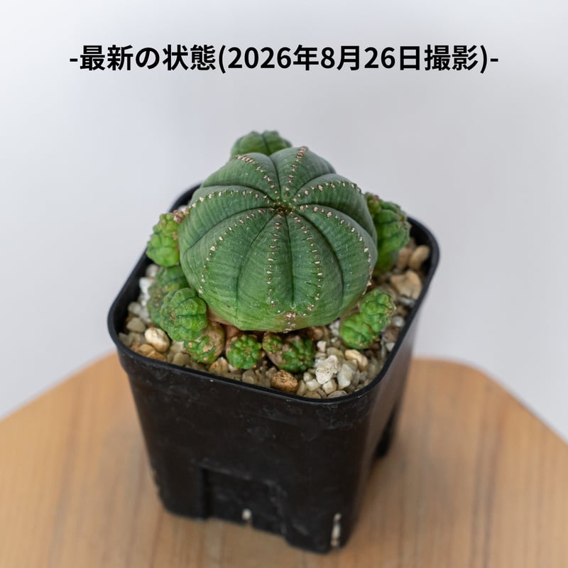 ユーフォルビア 仔吹きシンメトリカ Euphorbia symmetrica オベサ 多肉