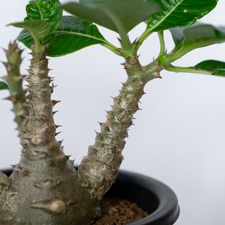 パキポディウム ウィンゾリー 実生 pachypodhium Windsorii 塊根植物 多肉植物 珍奇植物 静岡 ANTIDOTE 通販 S1709