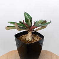 ユーフォルビア ハイブリッド 実生 ラバティー×クレメルシー Euphorbia hybrid 多肉植物 珍奇植物 静岡 ANTIDOTE 通販 S1675