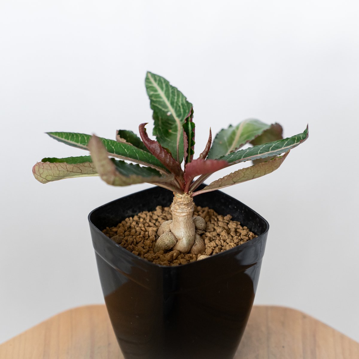ユーフォルビア ハイブリッド 実生 ラバティー×クレメルシー Euphorbia