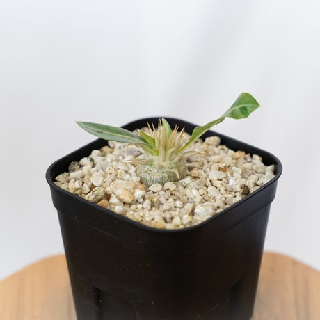 パキポディウム レウコキサンツム 実生 Pachypodium brevicaule leucoxanthum 塊根植物 コーデックス 多肉植物 珍奇植物 静岡 ANTIDOTE 通販 S1624