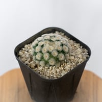 マミラリア 白星 パンチパーマ 実生 Mammillaria plumosa サボテン 多肉植物 珍奇植物 静岡 ANTIDOTE 通販 S1719