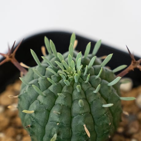 ユーフォルビア 群星冠 実生 Euphorbia stellispina 多肉植物 珍奇植物 静岡 ANTIDOTE 通販 S1629