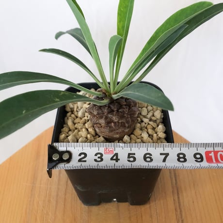 鉄甲丸 ユーフォルビア ブプレウリフォリア 実生 Euphorbia bupleurifolia 多肉植物 珍奇植物 静岡 ANTIDOTE 通販 S1542