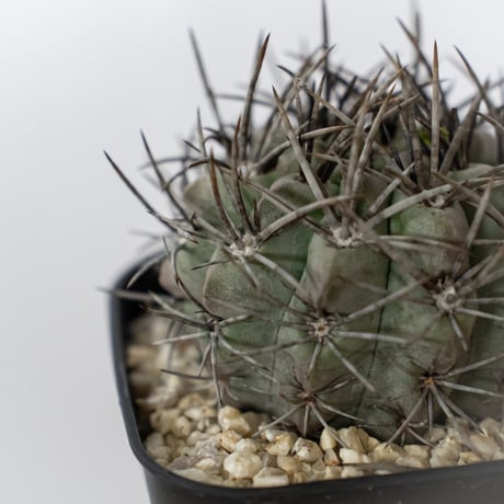 エリオシケ パウキコスタータ 実生 黒冠玉 Eriosyce paucicostata サボテン 多肉植物 珍奇植物 静岡 ANTIDOTE 通販 S1720