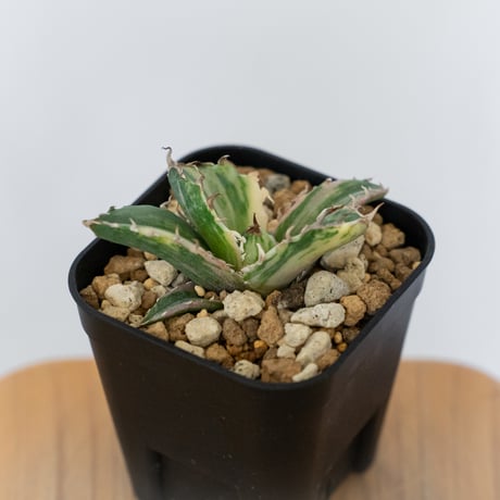 アガベ チタノタ 白鯨 縞斑 白鯨錦 TC株 Agave titanota White Whale 多肉植物 珍奇植物 静岡 通販 ANTIDOTE S1554　発根管理中