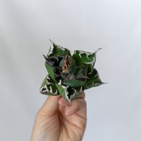 アガベ チタノタ 魔丸 ベアルート agave titanota imps 多肉植物 珍奇植物 ANTIDOTE 通販 S1608