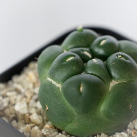 コリファンタ 刺無象牙丸 実生 Coryphantha elephantidens サボテン 多肉植物 珍奇植物 静岡 ANTIDOTE 通販 S1718