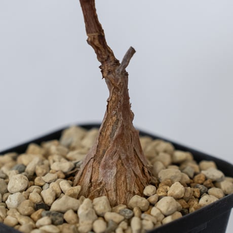 ペトペンチア ナタレンシス 実生 Petopentia natalensis 塊根植物 コーデックス 多肉植物 珍奇植物 静岡 ANTIDOTE 通販 S1601