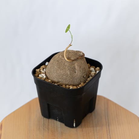 ステファニア エレクタ 実生【発根管理中】Stephania erecta 塊根植物 コーデックス 多肉植物 珍奇植物 静岡 ANTIDOTE 通販 S1596