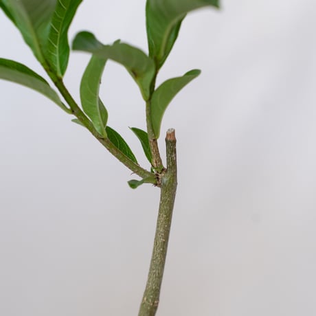バオバブの木 アダンソニア・ディギタータ 実生 Baobab Adansonia Digitata コーデックス 塊根植物 多肉植物 観葉植物 星の王子さま 静岡 ANTIDOTE 通販 S1537
