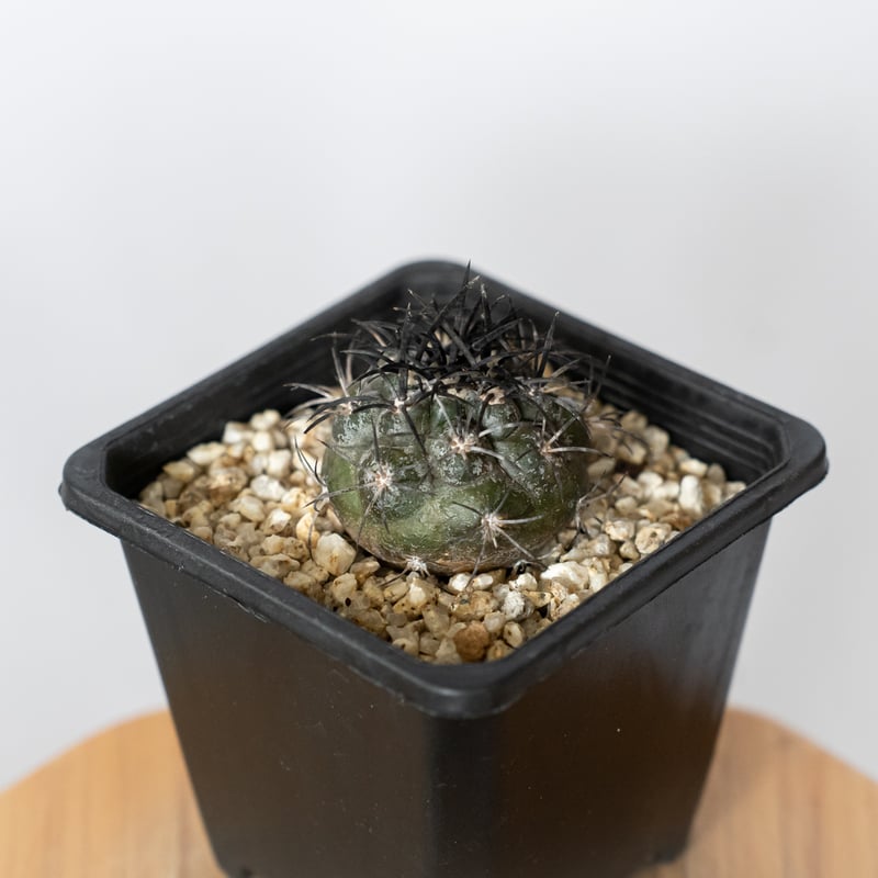 コピアポア グリセオビオラセア 実生 Copiapoa griseoviolacea サボテ