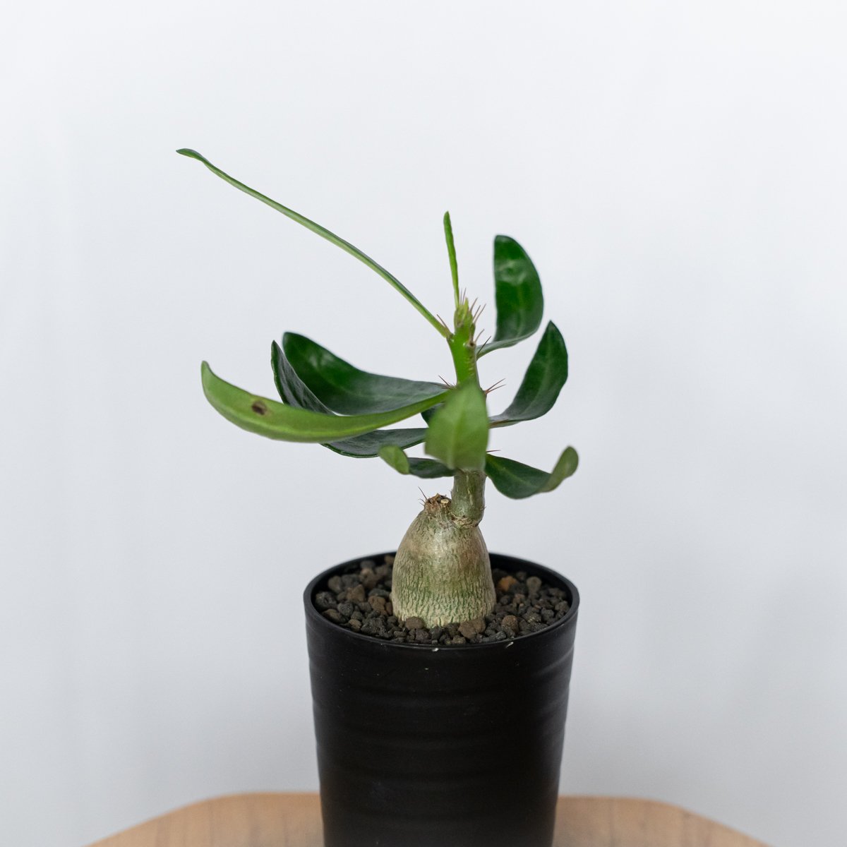パキポディウム サキュレンタム 実生 Pachypodium succulentum 塊根植物