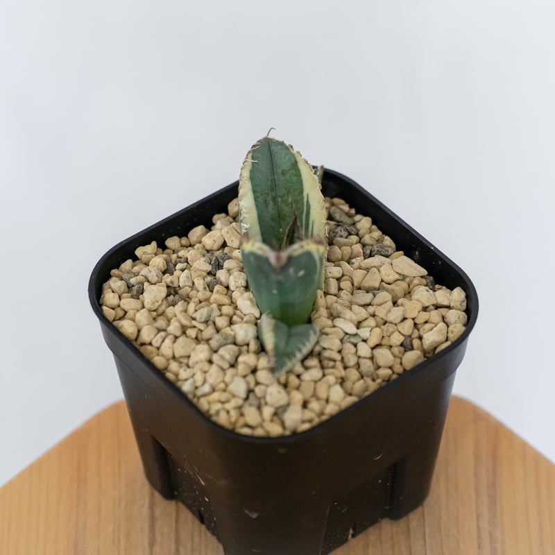 アガベ チタノタ 悪魔くん錦 斑入り TC株 Agave titanota Bakemono