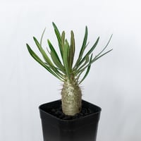 パキポディウム グラキリス 実生 pachypodhium Gracilius 塊根植物 コーデックス 多肉植物 珍奇植物 静岡 ANTIDOTE 通販 S1741