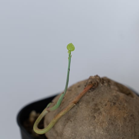 ステファニア エレクタ 実生 Stephania erecta 塊根植物 コーデックス 多肉植物 珍奇植物 静岡 ANTIDOTE 通販 S1547