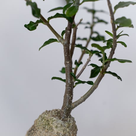 フォッケア エデュリス 火星人 実生 Fockea edulis コーデックス 塊根植物 多肉植物 観葉植物 静岡 ANTIDOTE 通販 S1534