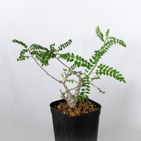 ボスウェリア ネグレクタ 実生 Boswellia neglecta 多肉植物 珍奇植物 静岡 ANTIDOTE 通販 S1669