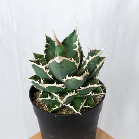 アガベ チタノタ 狼人 大株 Agave titanota Werewolf  多肉植物 珍奇植物 静岡 ANTIDOTE 通販 S1577