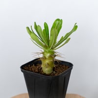 パキポディウム アンボンゲンセ 実生 Pachypodium ambongense 塊根植物 コーデックス 多肉植物 珍奇植物 静岡 ANTIDOTE 通販 S1711