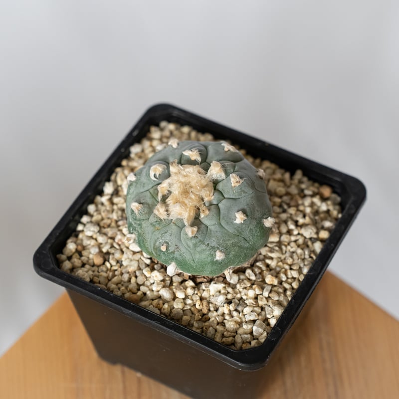 ロフォフォラ 銀冠玉 実生 lophophora williamsii var.decipie