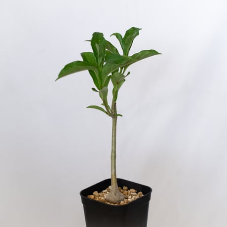 バオバブの木 アダンソニア・ディギタータ 実生 Baobab Adansonia Digitata コーデックス 塊根植物 多肉植物 観葉植物 星の王子さま 静岡 ANTIDOTE 通販 S1537
