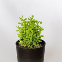 ドロサンテマム グロボーサム 実生 Drosanthemum globosum 多肉植物 観葉植物 珍奇植物 静岡 ANTIDOTE 通販 S1524