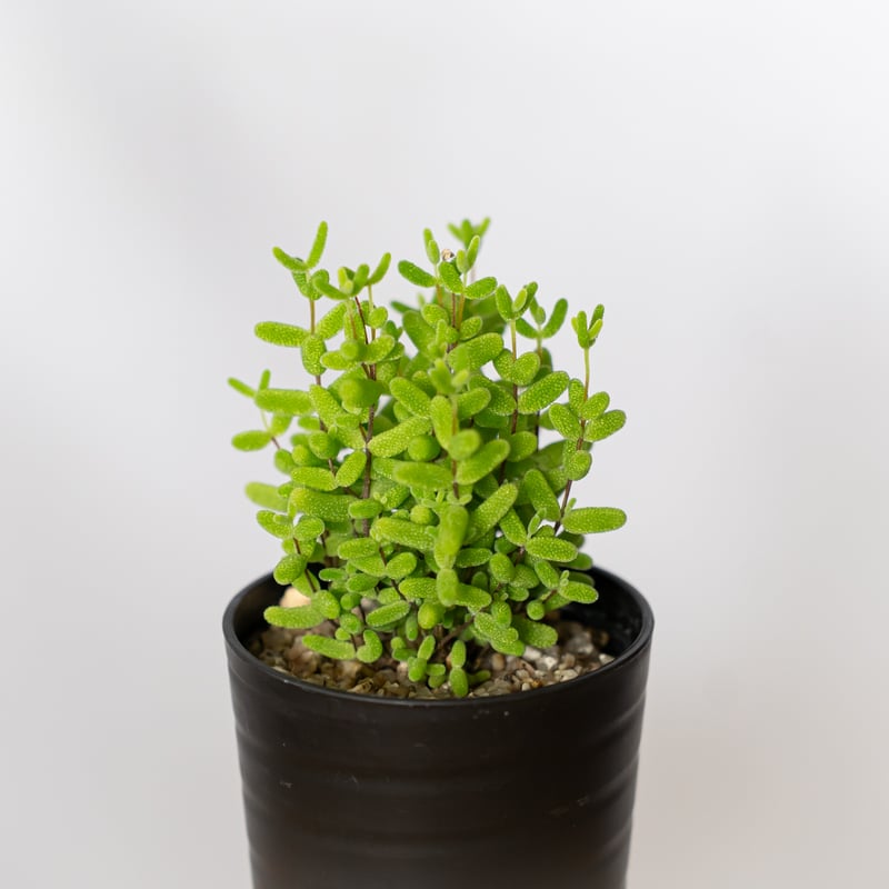 ドロサンテマム グロボーサム 実生 Drosanthemum globosum 多肉植物