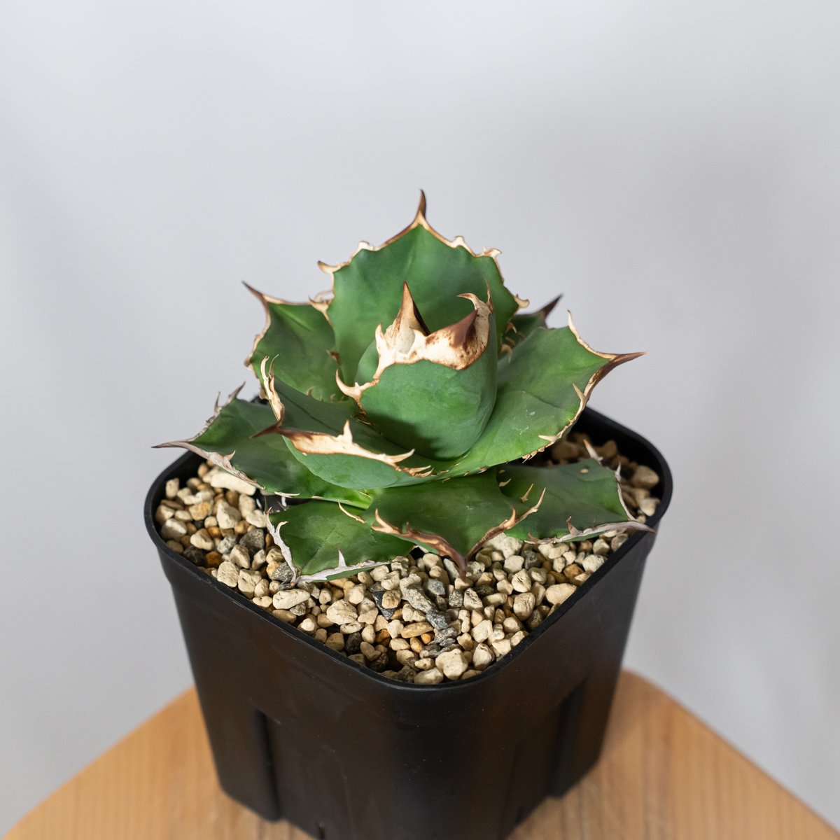 アガベ チタノタ 白犀牛 TC株【発根管理中】シロサイ Agave titanota