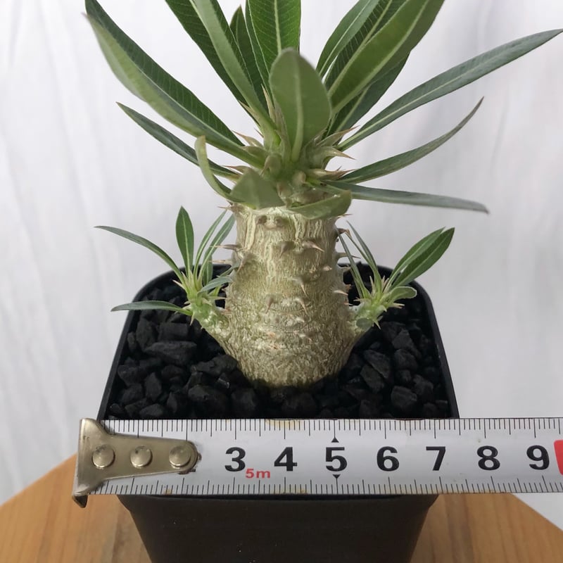 パキポディウム ホロンベンセ 実生 Pachypodium horombense 塊根植物 コ