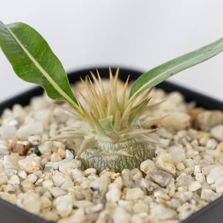 パキポディウム レウコキサンツム 実生 Pachypodium brevicaule leucoxanthum 塊根植物 コーデックス 多肉植物 珍奇植物 静岡 ANTIDOTE 通販 S1624