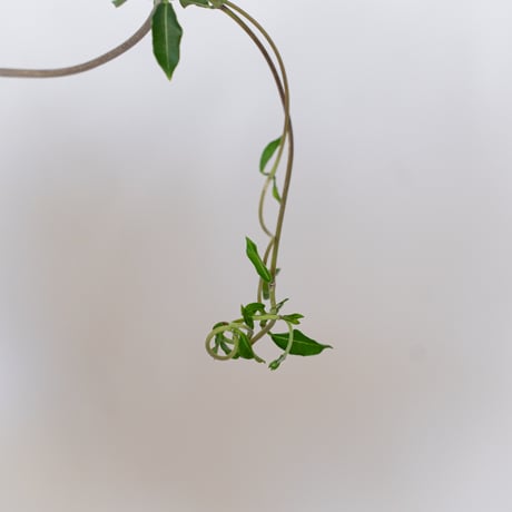 フォッケア エデュリス 火星人 実生 Fockea edulis コーデックス 塊根植物 多肉植物 観葉植物 静岡 ANTIDOTE 通販 S1533