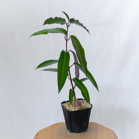 ペトペンチア ナタレンシス 実生 Petopentia natalensis 塊根植物 コーデックス 多肉植物 珍奇植物 静岡 ANTIDOTE 通販 S1602