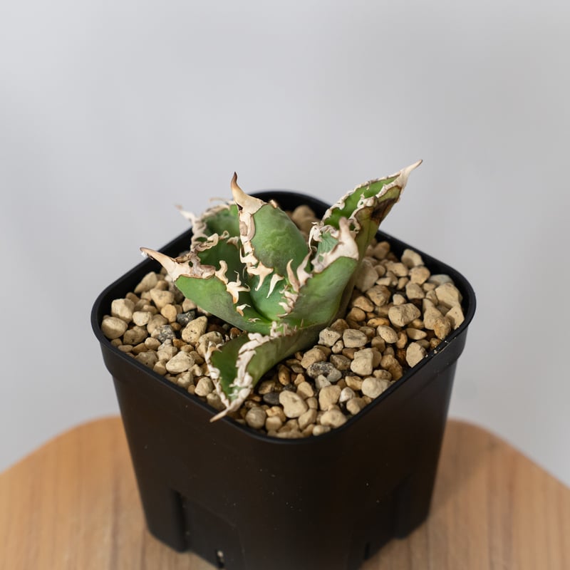 アガベ チタノタ 白幽霊 TC株【発根管理中】agave titanota white gho