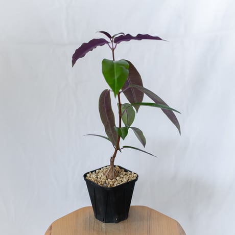 ペトペンチア ナタレンシス 実生 Petopentia natalensis 塊根植物 コーデックス 多肉植物 珍奇植物 静岡 ANTIDOTE 通販 S1602