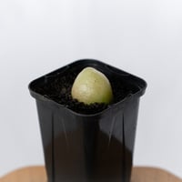 コノフィツム ブルゲリ Conophytum burgeri 多肉植物 珍奇植物 静岡 ANTIDOTE 通販 S1705