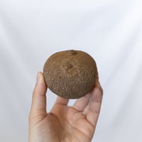ステファニア エレクタ Stephania erecta ベアルート 多肉植物 珍奇植物 静岡 ANTIDOTE 通販 S1613
