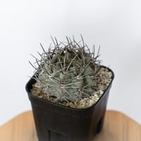 エリオシケ パウキコスタータ 実生 黒冠玉 Eriosyce paucicostata サボテン 多肉植物 珍奇植物 静岡 ANTIDOTE 通販 S1720