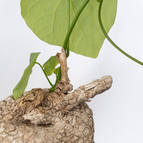 ステファニア スベローサ 大株 実生 Stephania suberosa 塊根植物 多肉植物 珍奇植物 静岡 ANTIDOTE 通販 S1646