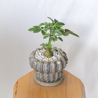 アデニア グラウカ 幻蝶かずら 鉢セット 実生 Adenia glauca  塊根植物 コーデックス 珍奇植物 多肉植物 静岡 ANTIDOTE 通販 S1635
