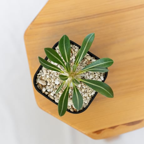 パキポディウム レウコキサンツム 実生 Pachypodium brevicaule leucoxanthum 塊根植物 コーデックス 多肉植物 珍奇植物 静岡 ANTIDOTE 通販 S1626