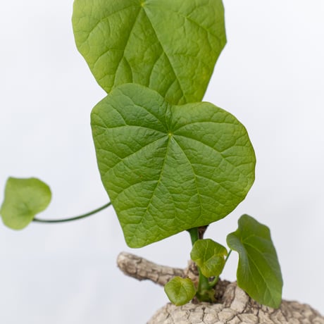 ステファニア スベローサ 大株 実生 Stephania suberosa 塊根植物 多肉植物 珍奇植物 静岡 ANTIDOTE 通販 S1646