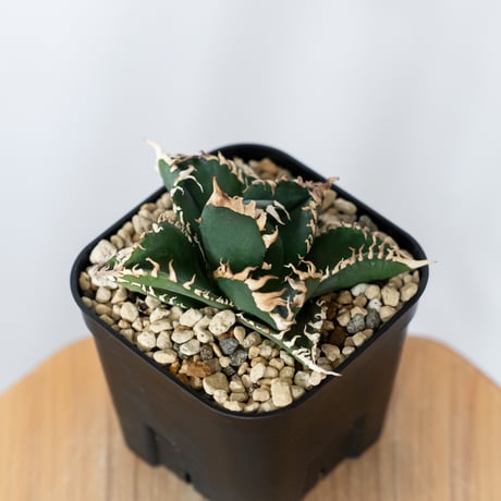 アガベ チタノタ 金剛 OC株【発根管理中】Agave titanota adamantine 多肉植物 珍奇植物 静岡 通販 ANTIDOTE S1528