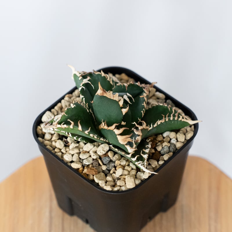 アガベ チタノタ 金剛 OC株【発根管理中】Agave titanota adamantine