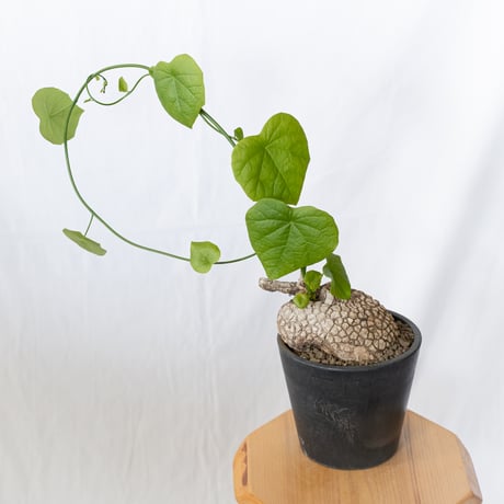 ステファニア スベローサ 大株 実生 Stephania suberosa 塊根植物 多肉植物 珍奇植物 静岡 ANTIDOTE 通販 S1646