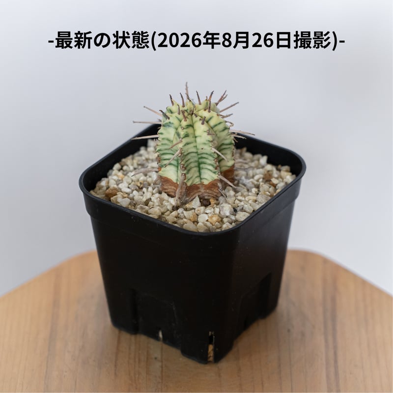 ユーフォルビア メロフォルミス錦 Euphorbia meloformis 多肉植物 珍奇